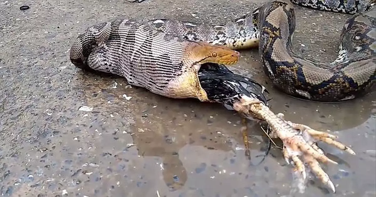 15ft python is forced to regurgitate a entire big rooster it has swallowed