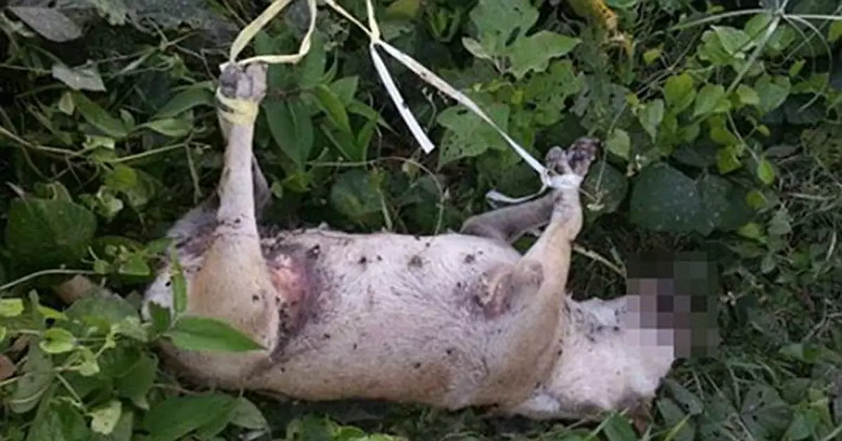 Indonesian man raped female dog twice and tied up its limbs until it died