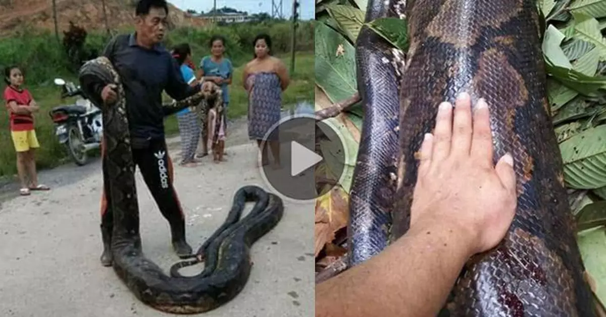 Giant 20ft female python and male python killed by hungry villagers for food when mating