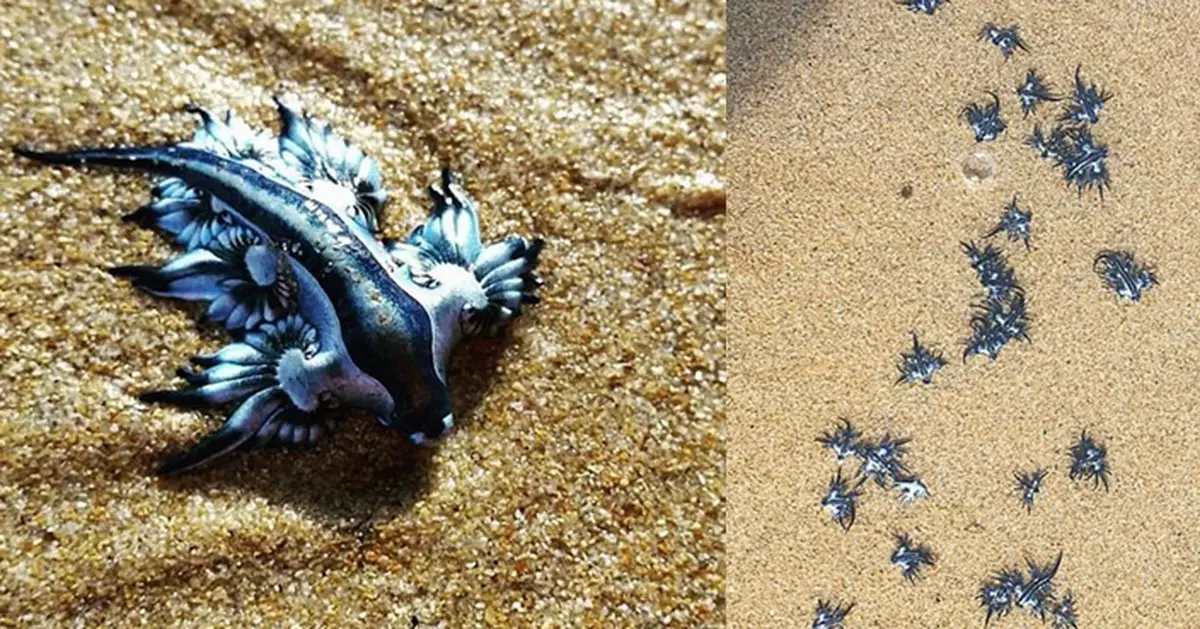 Weird blue sea creature washed ashore Australian beaches