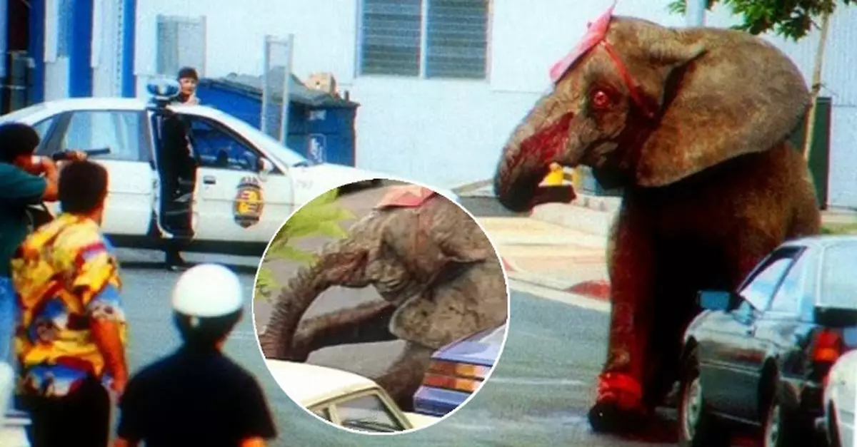Elephant being abused in circus is shot 86 times cruelly after fights for freedom and stamps a trainer to death