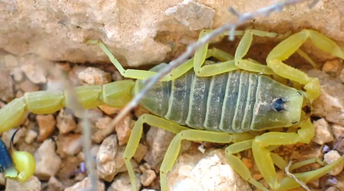 Most expensive liquid in world: Venom of Deathstalker Scorpions worths US$39 million per gallon