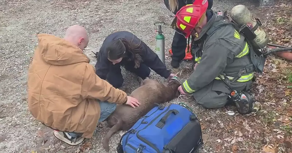Watch firefighters revive dog with oxygen after rescuing her from fire