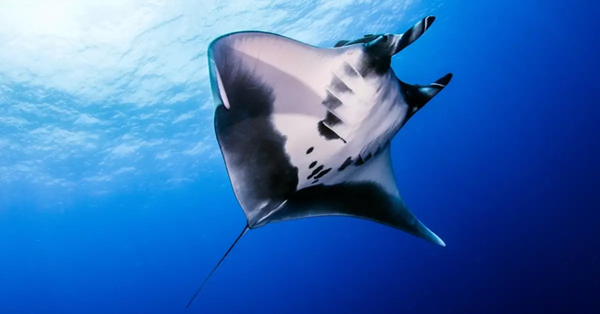 Watch: Pregnant manta ray spotted 6,000km from home