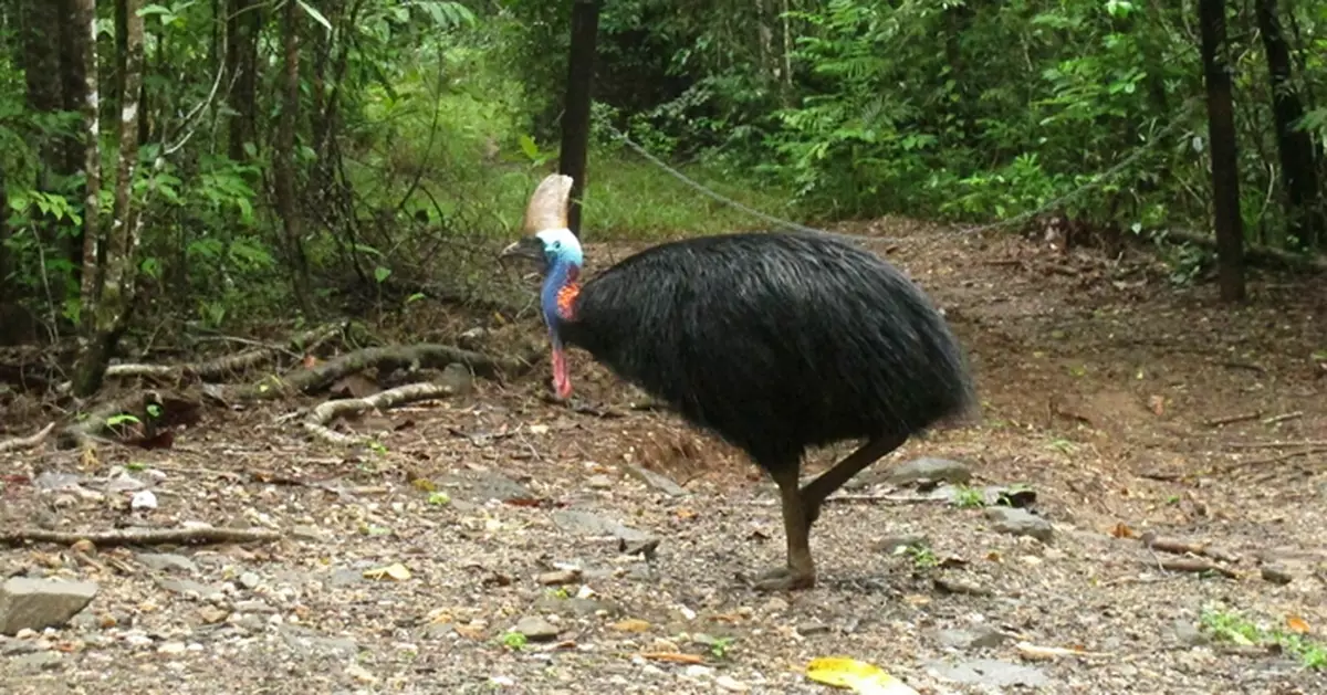 Large flightless bird that killed its 75-year-old owner put up for auction