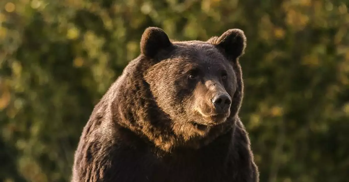 Romania investigates case of bear killed by Austrian prince