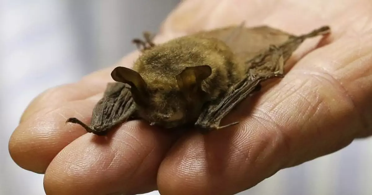 Tiny bats put kibosh on power line tree-cutting for 2 months