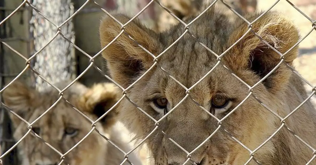 In major move, South Africa to end captive lion industry