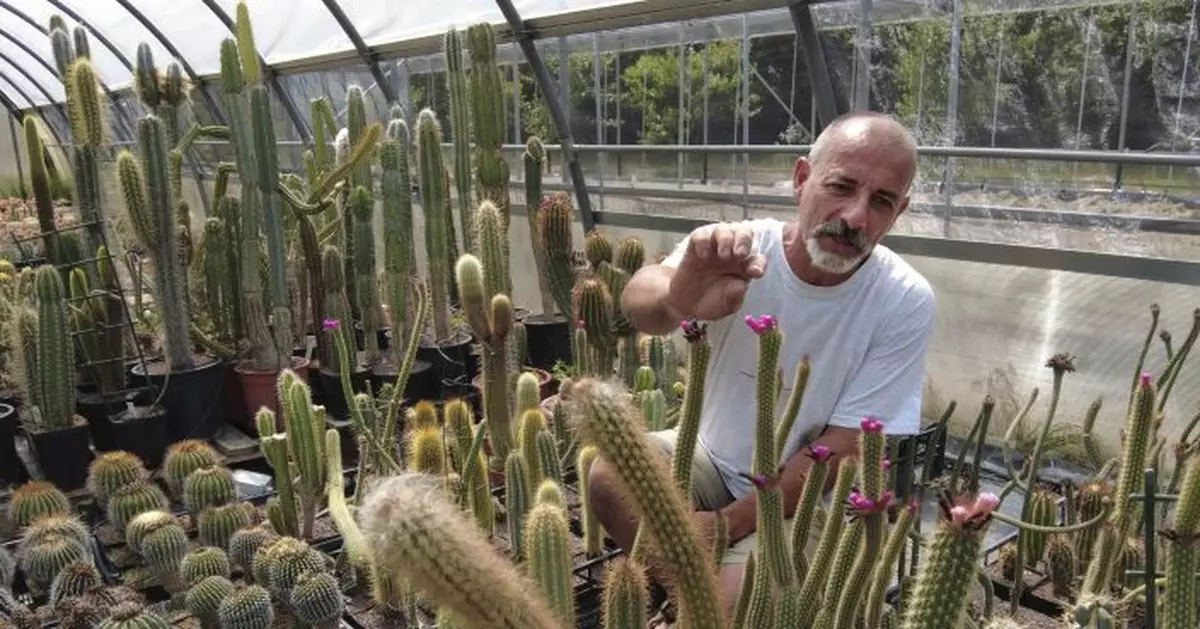 Rare poached cacti found in Italy sent home to native Chile