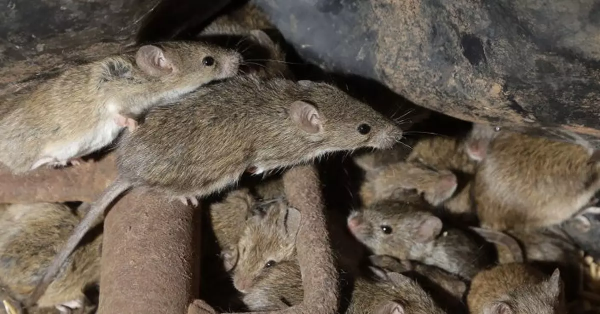 Australian prison to be evacuated after mice move in