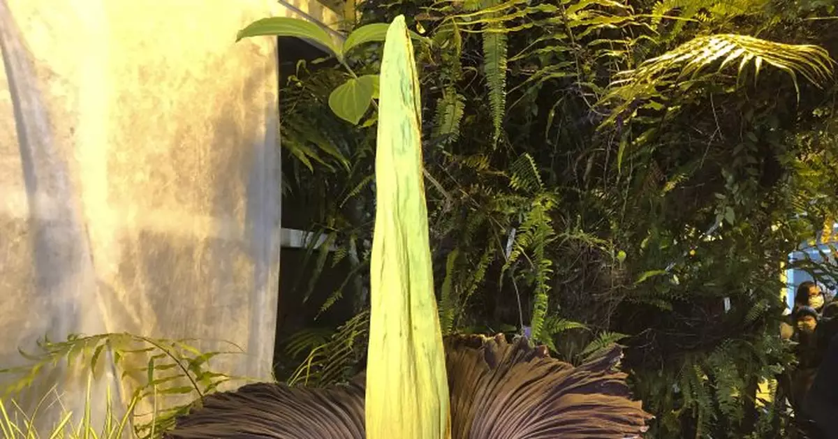 Endangered corpse flower blooms in Warsaw, drawing crowds