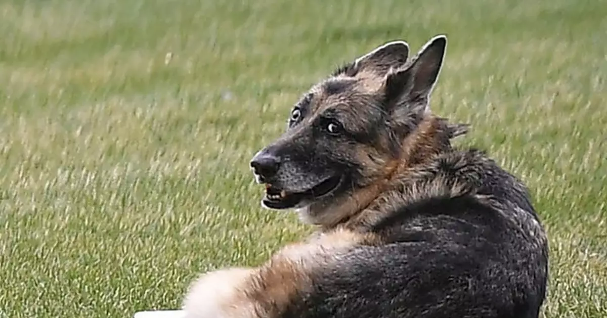 Bidens&#039; older dog, Champ, has died; German Shepherd was 13