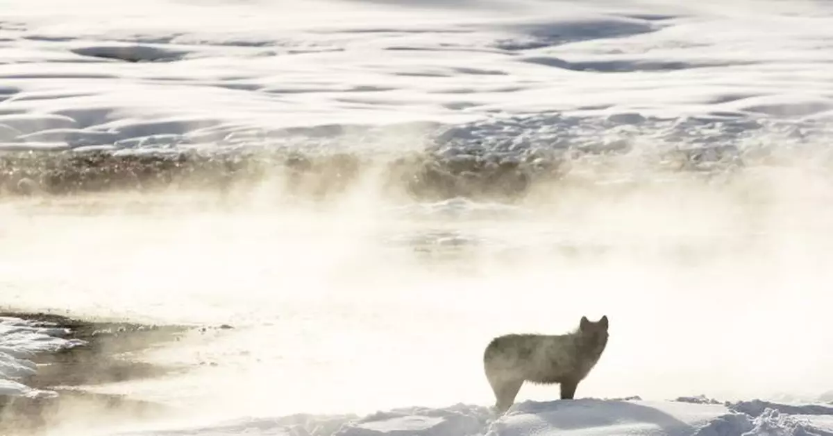 Montana weighs wolf hunt limits; 23 from Yellowstone killed