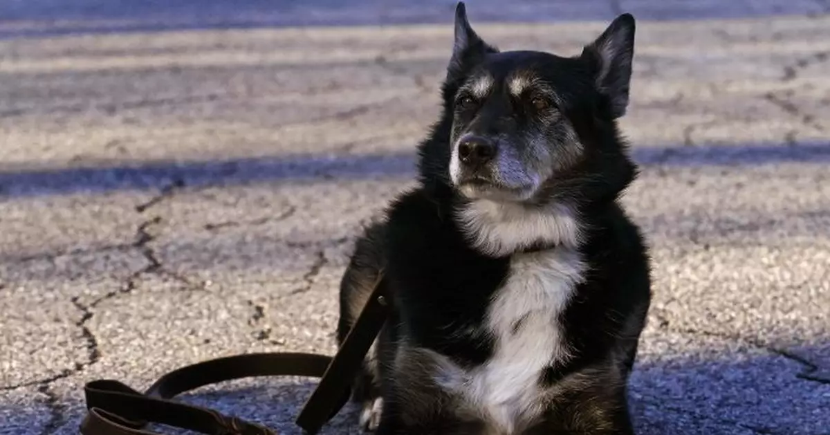This tale wags the dog: &#039;Rescued by Ruby&#039; tells K-9&#039;s story