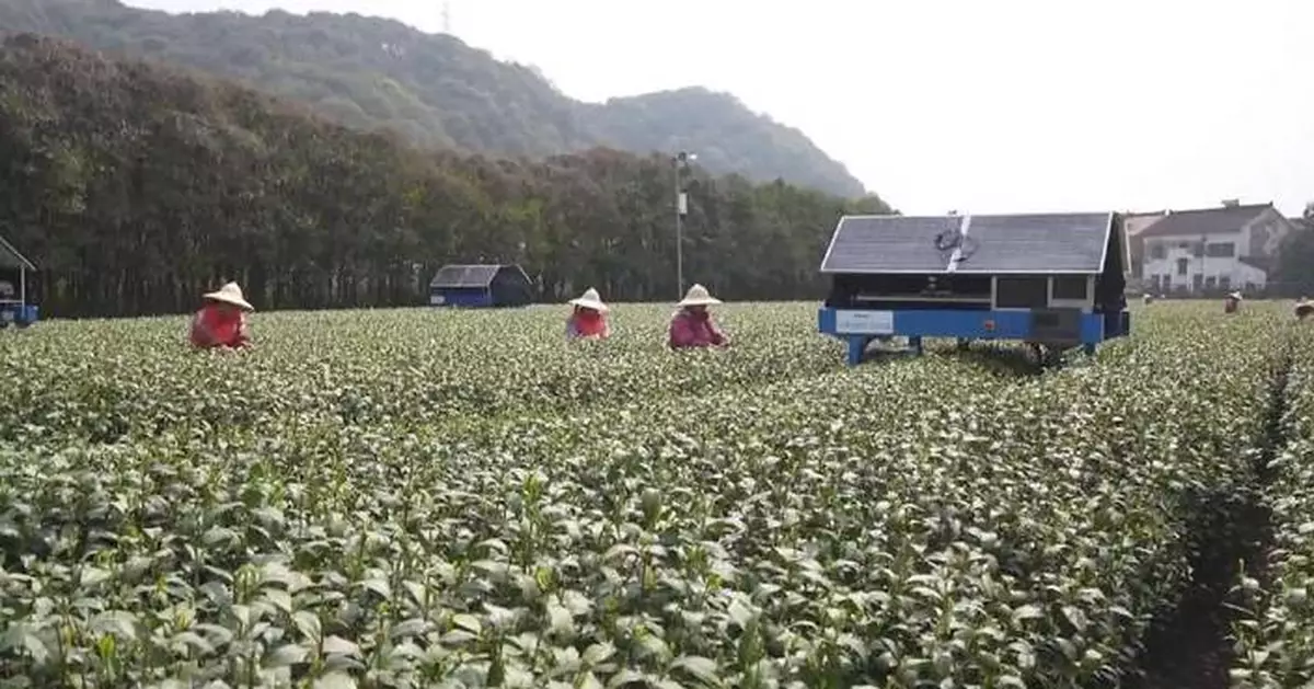 Intelligent robots join workforce to help tea picking in China's Hangzhou