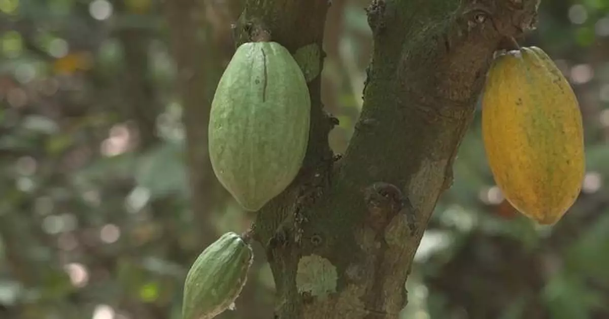 Cocoa production plummets in Ghana due to disease, climate impacts