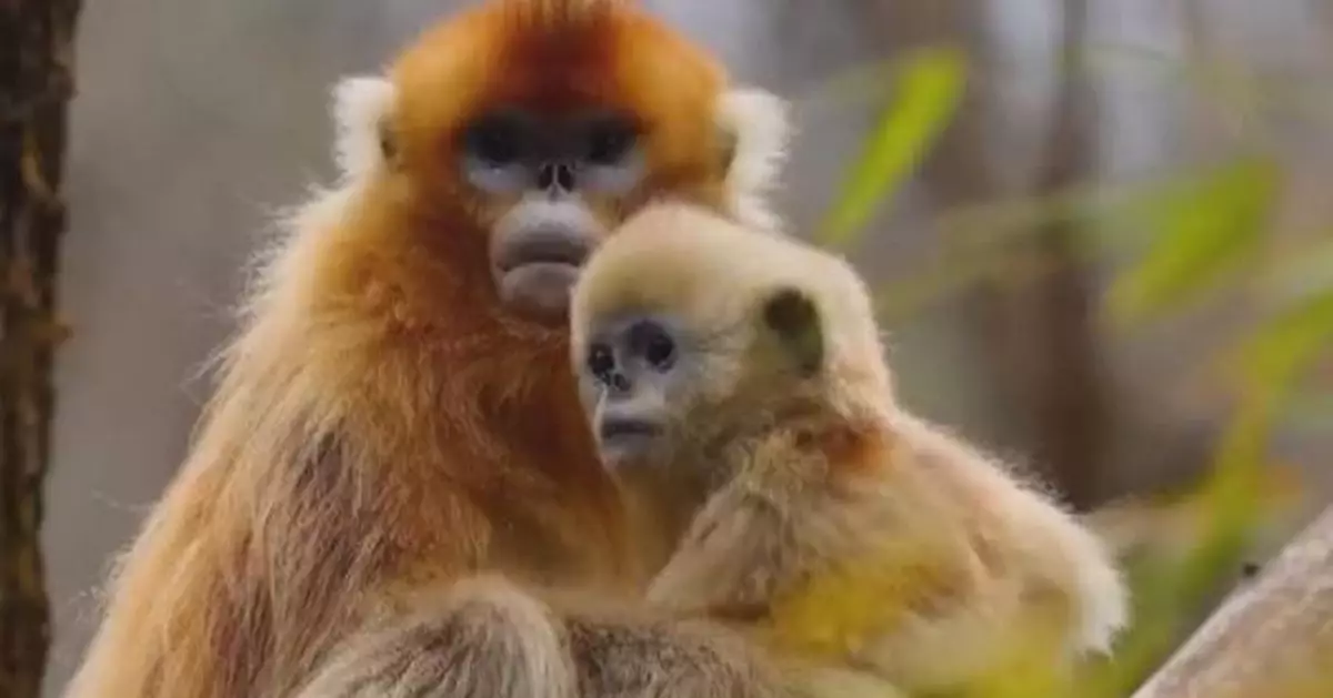 Rare golden monkeys descend from mountains to plain areas for food in