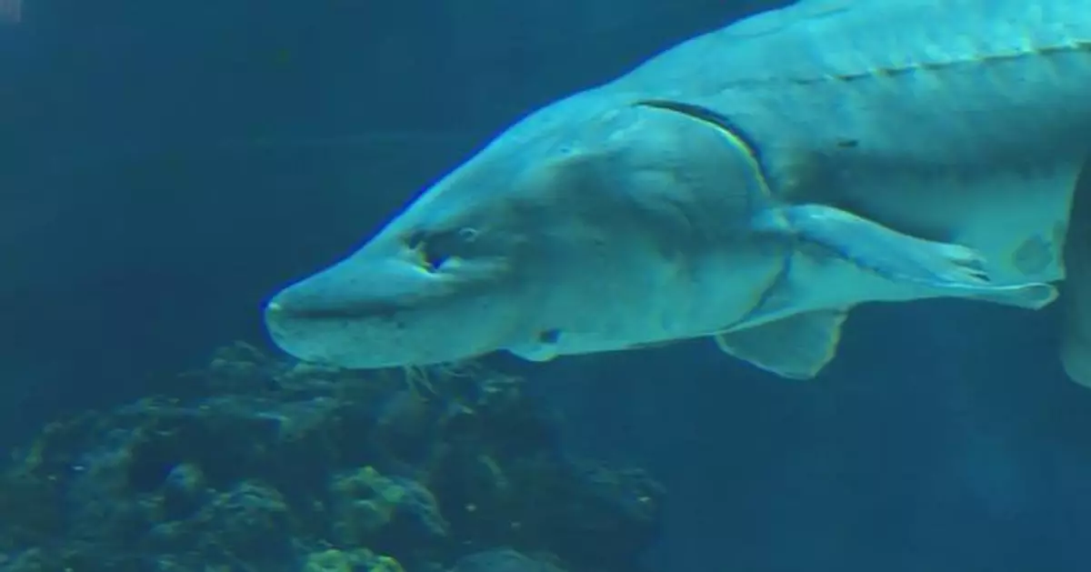 China's largest surviving wild Chinese sturgeon thrives in Beijing