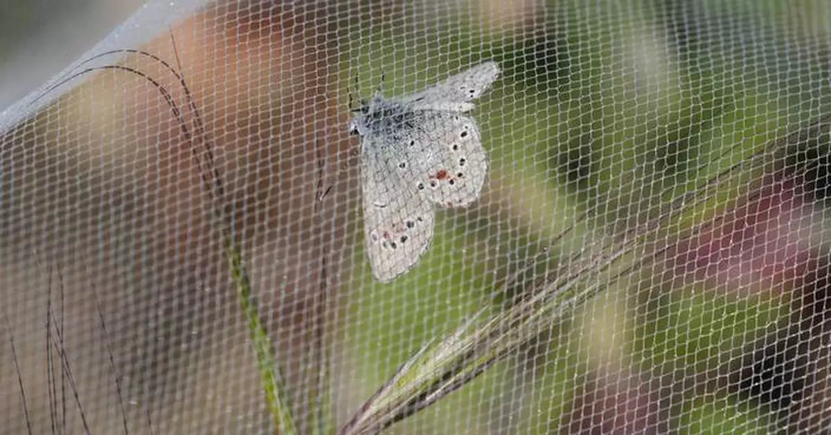 Decades after a US butterfly species vanished, a close relative is released to fill gap