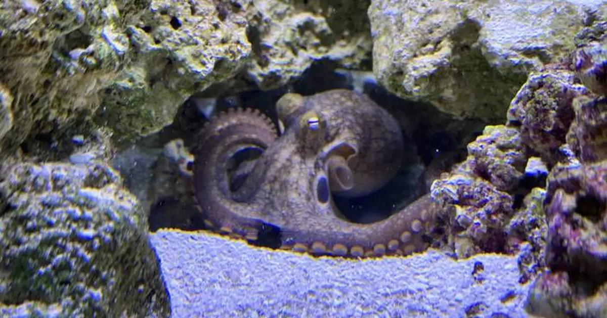 A 9-year-old boy's dream of a pet octopus is a sensation as thousands follow Terrance's story online