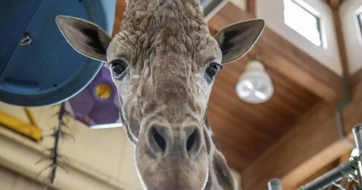 Beloved giraffe of South Dakota zoo euthanized after foot injury