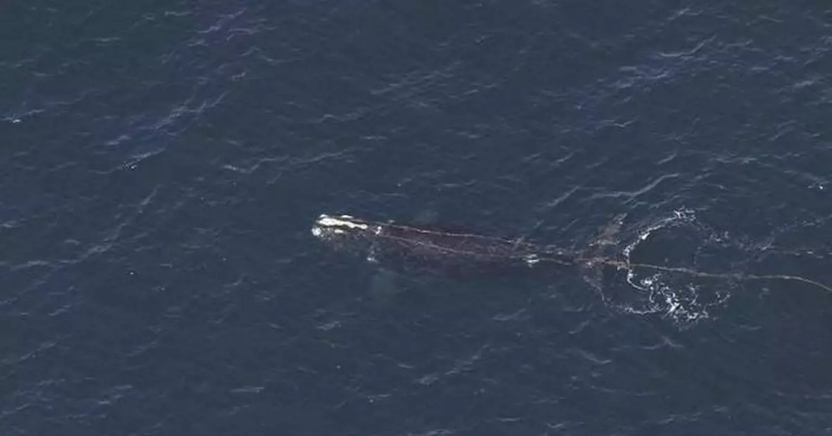 Right whale is found entangled off New England in a devastating year for the vanishing species