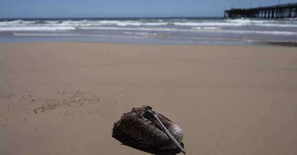 Scores of starving and sick pelicans are found along the California coast