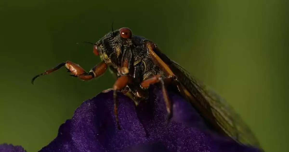 Up close and personal, cicadas display Nature's artwork. Discerning beholders find beauty in bugs.