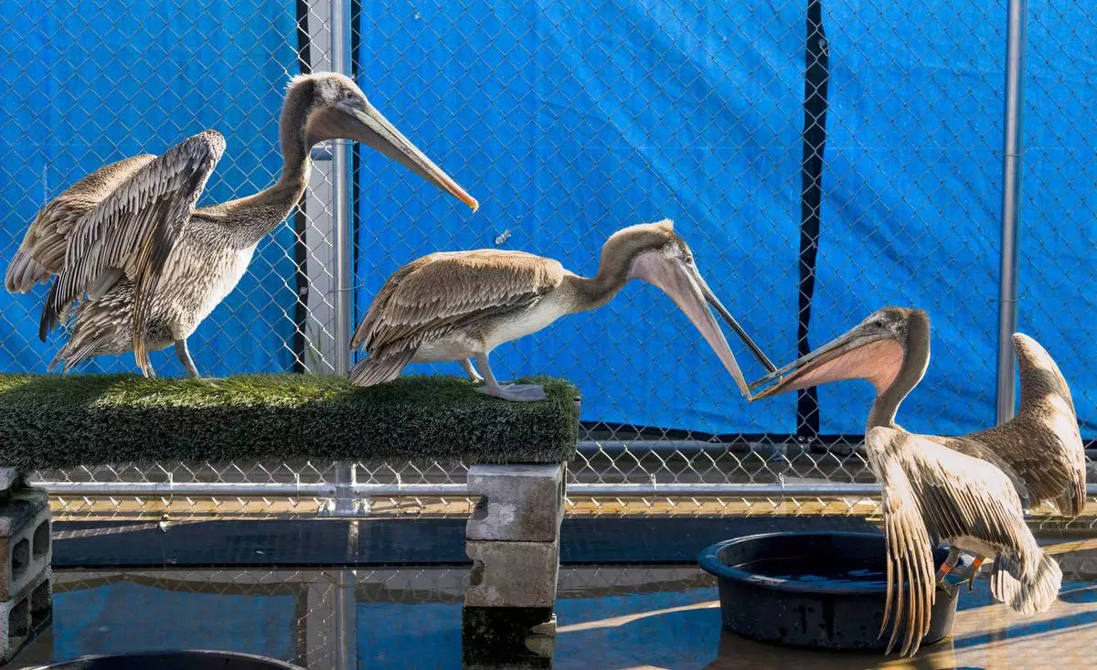 Brown pelicans that were starving recuperate at the Wildlife Care Center in Huntington Beach, Calif., on Friday, May 3, 2024, after a mass stranding of species over the past few weeks. (Leonard Ortiz/The Orange County Register via AP)