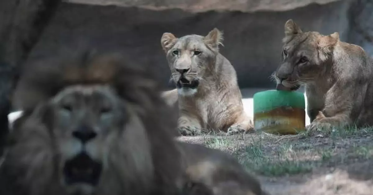 In Mexico heat wave monkeys still dying, birds are getting air-conditioning, lions get popsicles