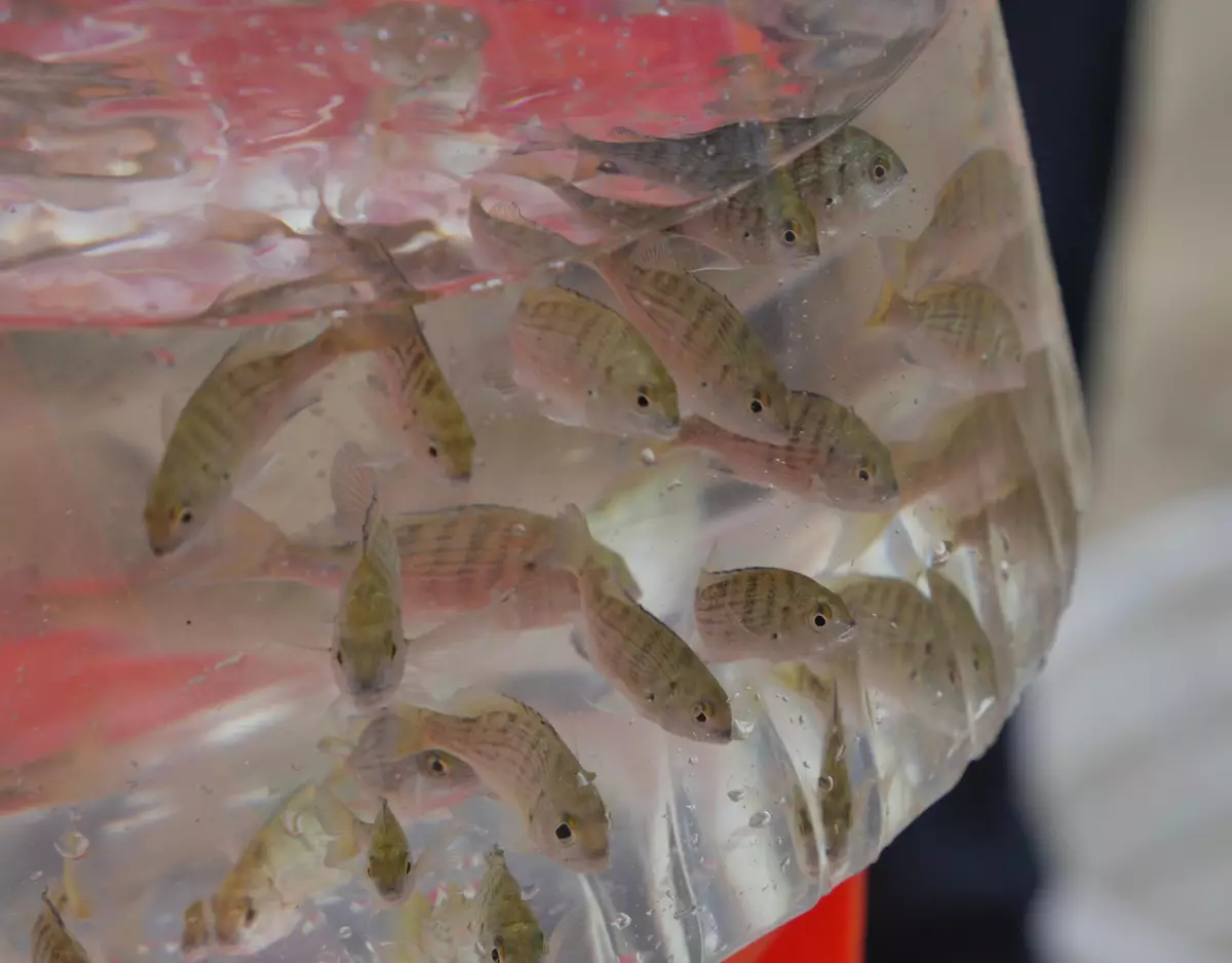 AFCD restocks fish on National Fish Releasing Day 2024 (with photos/video)