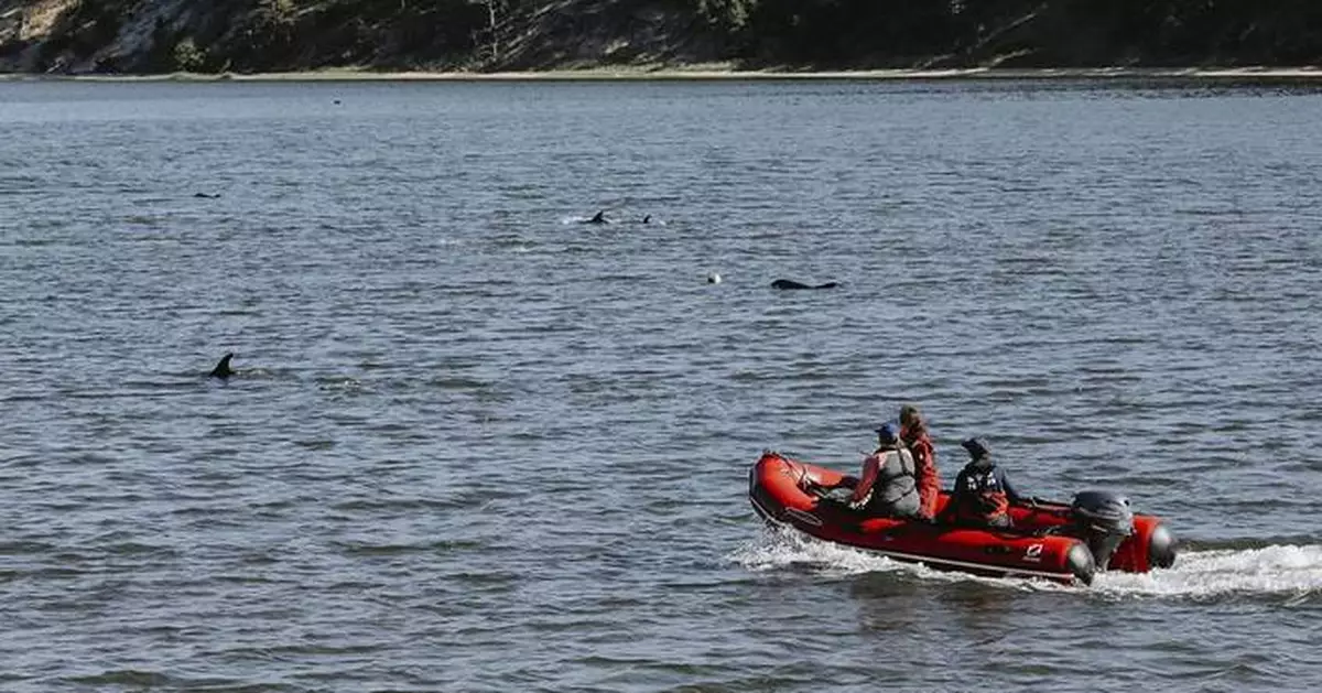 Animal rescuers try to keep dozens of dolphins away from Cape Cod shallows after mass stranding