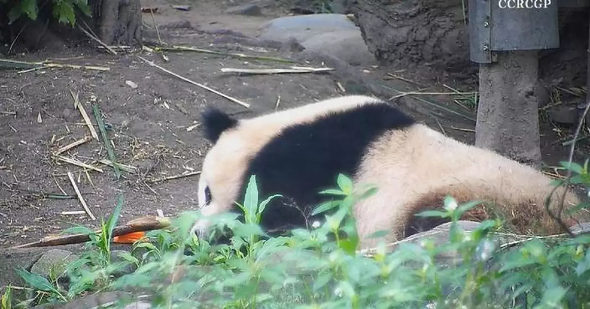 Carrots, bamboo shoots work as reminder for panda to have afternoon snack