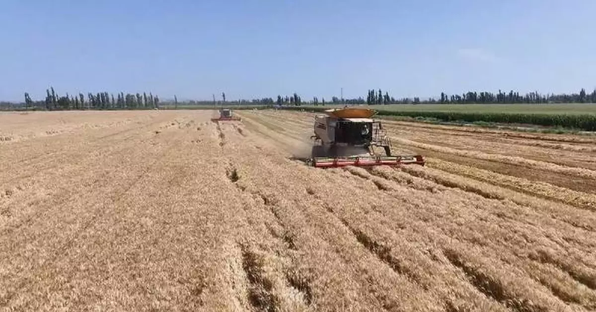 Xinjiang achieves China's highest winter wheat unit yields for 2024