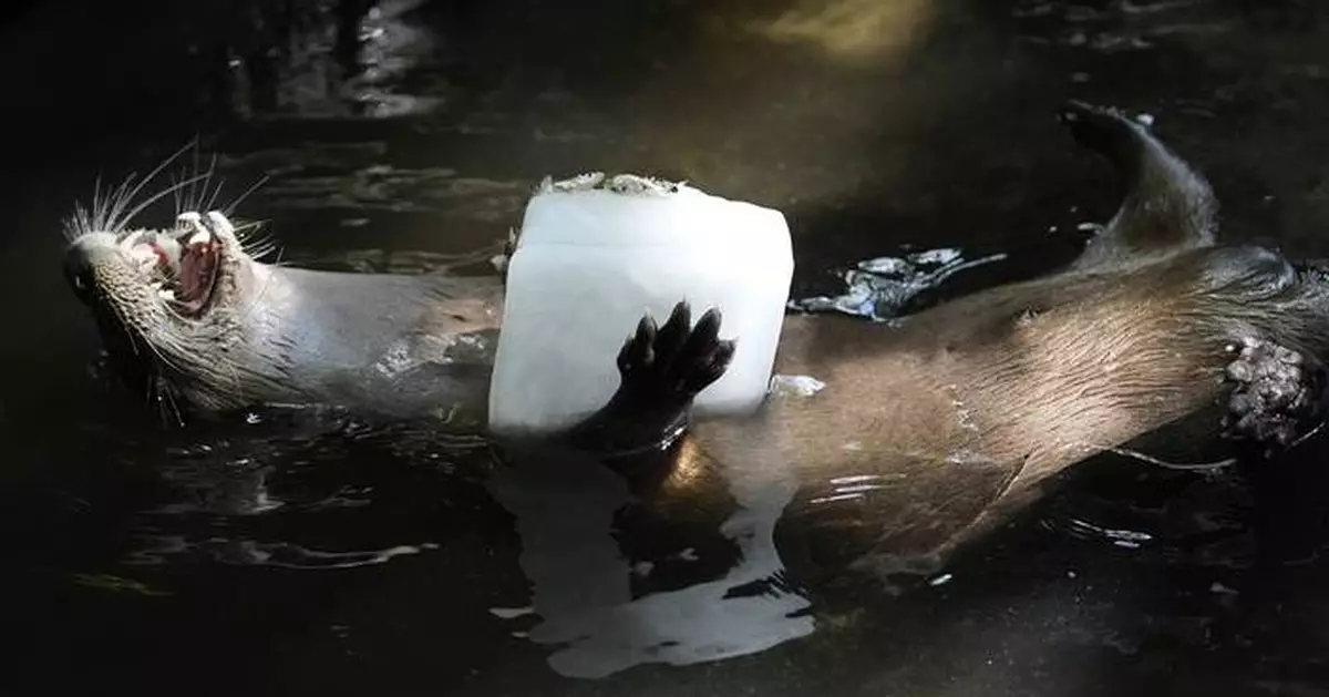 Frozen treats, cold showers and lots of ice; Florida zoo works to protect animals from summer heat