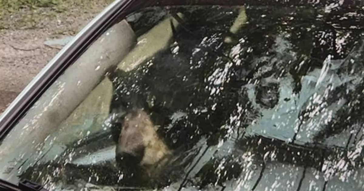 Black bear and cub destroy car in Connecticut after getting trapped inside