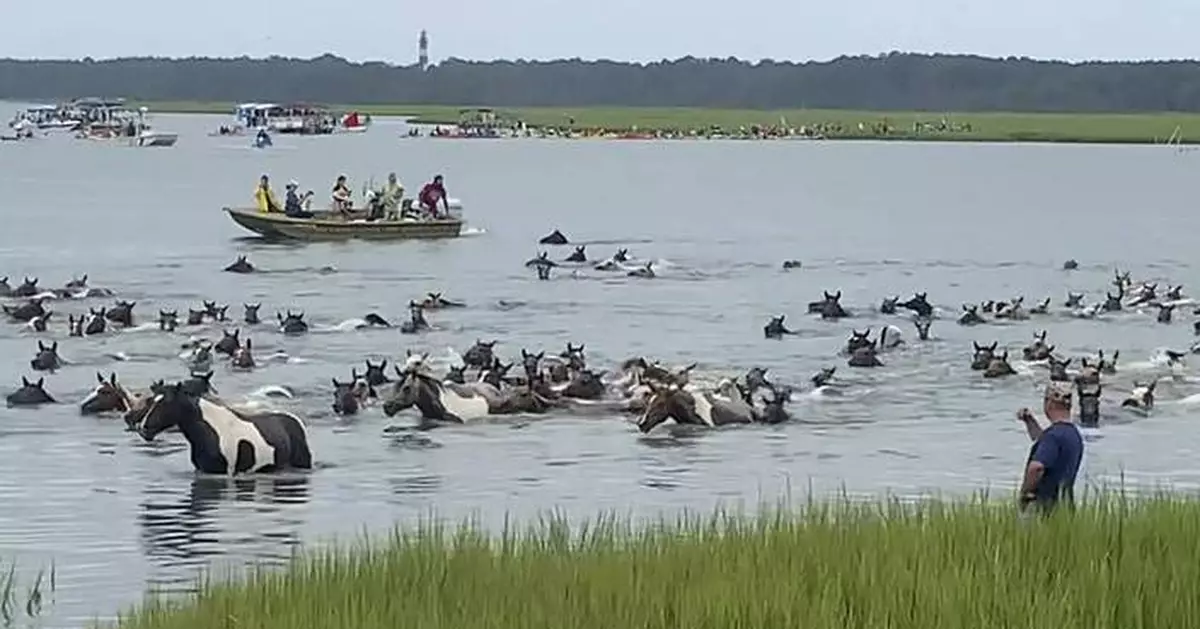 Thousands watch Chincoteague wild ponies complete 99th annual swim in Virginia