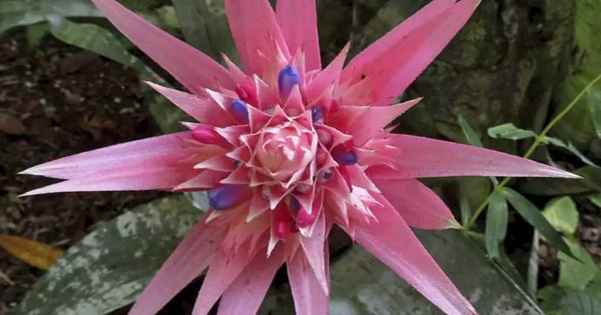 These plants wait their whole lives to bloom once. It's usually spectacular