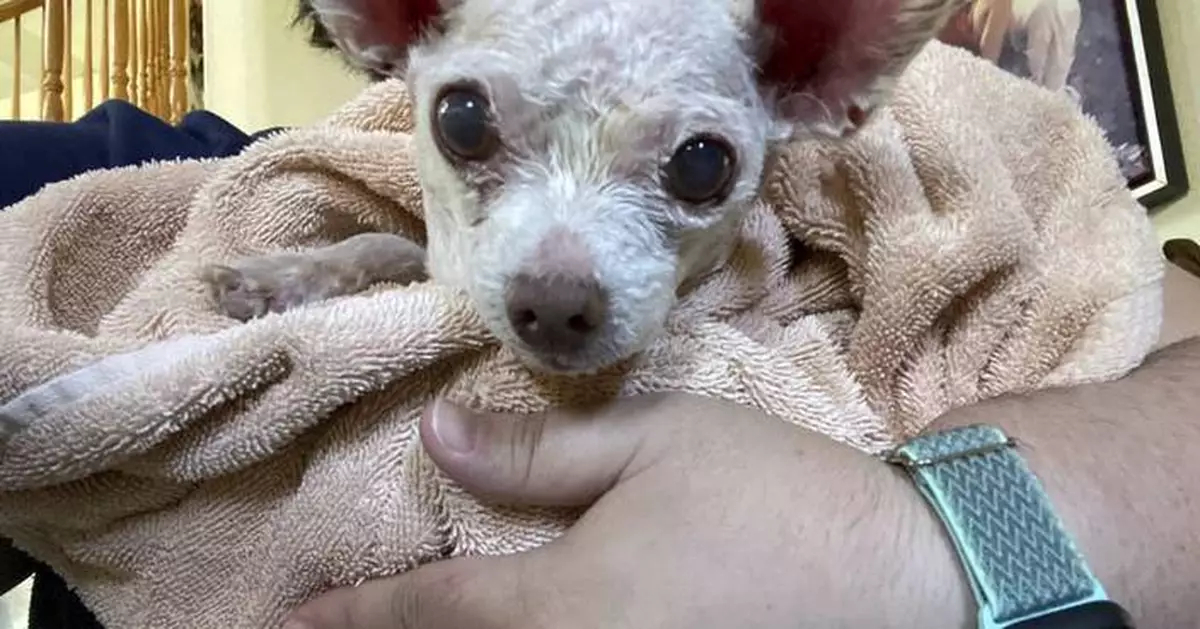 Gizmo the dog went missing in Las Vegas in 2015. He's been found alive after 9 years