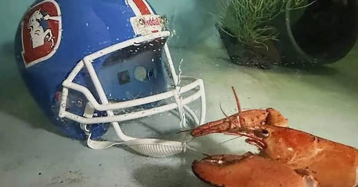 Meet Crush, the rare orange lobster diverted from dinner plate to aquarium by Denver Broncos fans