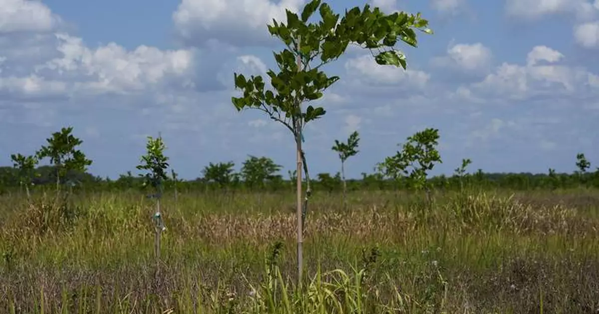 Pongamia trees grow where citrus once flourished, offering renewable energy and plant-based protein