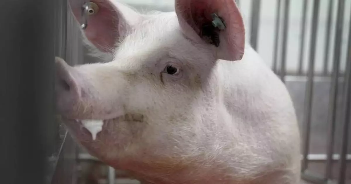 Meet some of the world's cleanest pigs, raised to grow kidneys and hearts for humans