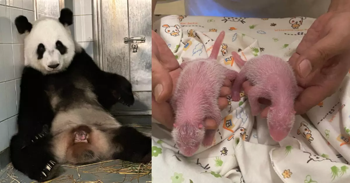 Hong Kong welcomes panda cubs from Ying Ying and Le Le, marking a special occasion for the city.