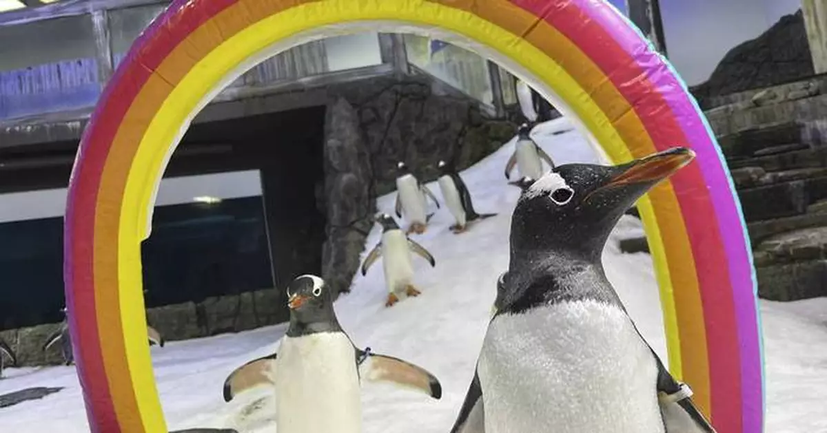 Australian penguin Sphen, one half of famed same-sex couple, dies at 11 years old