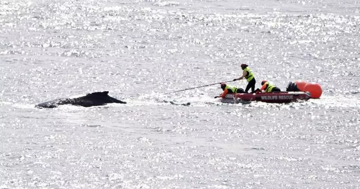 Young humpback whale freed from fishing tackle that had entangled its tail in Sydney Harbor