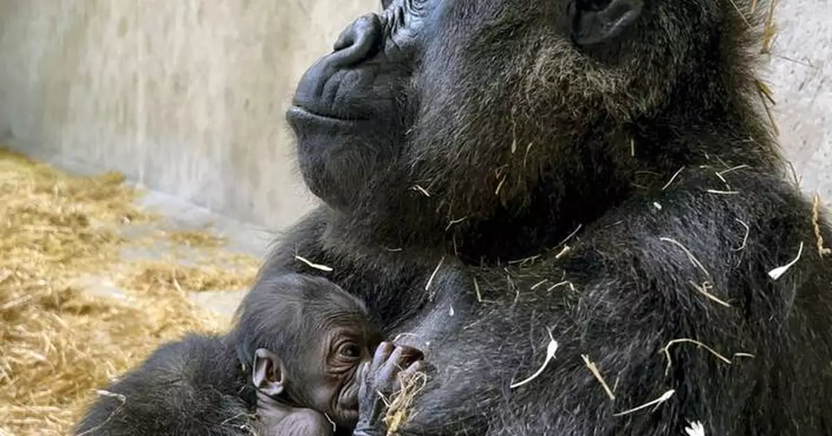 Baby gorilla is born at Detroit Zoo, the first in its 96-year history