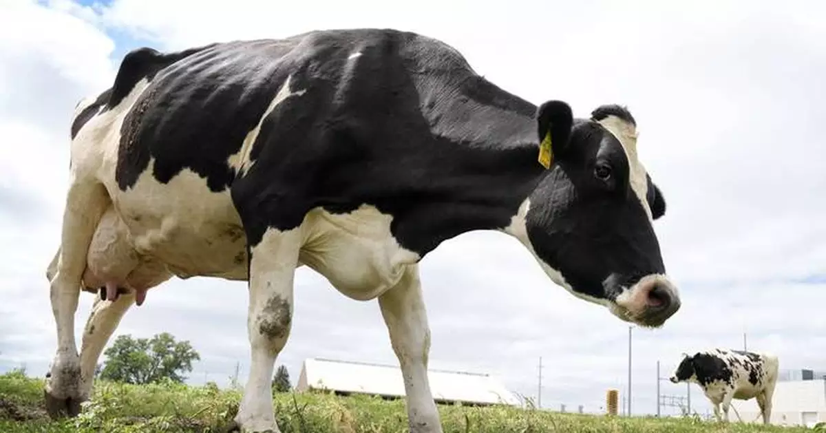 A bird flu outbreak is spreading among cows in the US. Scientists are hunting for answers