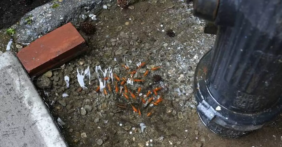 A homemade aquarium appeared in a Brooklyn tree bed. Then came the goldfish heist