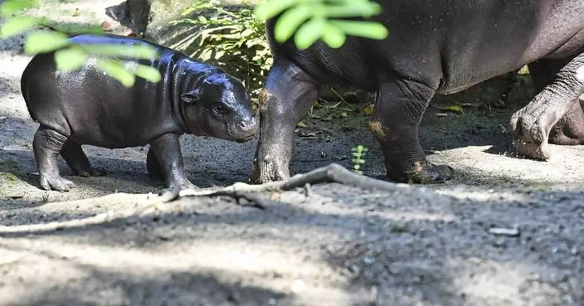 Berlin's newest pygmy hippo makes her debut, with a name inspired by a soccer star