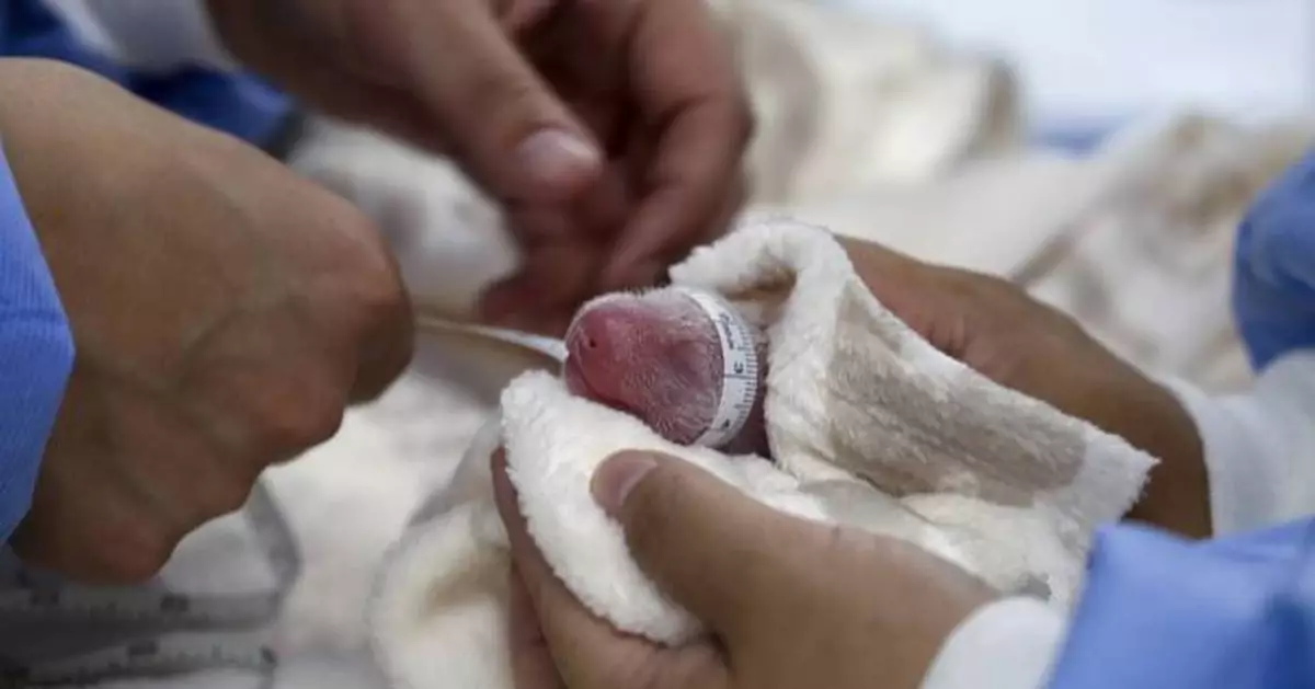 Germany's newest panda twins thrive during first 5 days in Berlin Zoo